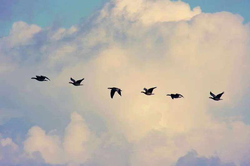 Formation des équipes : ce que j’ai appris en 3 ans